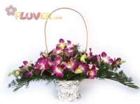 Classic Orchid Basket
