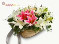 Oriental Lilies with a touch of Pink